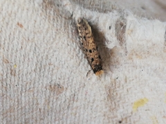 Ateliotum petrinella
