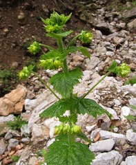 Scrophularia vernalis