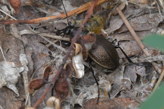 Carabus regalis