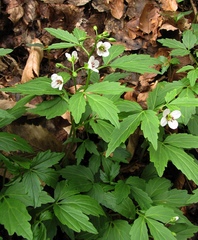 Cardamine waldsteinii