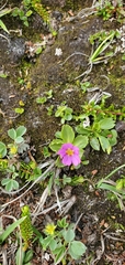 Primula cuneifolia