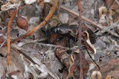 Carabus regalis