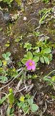 Primula cuneifolia