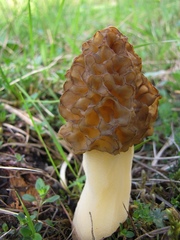 Morchella esculenta
