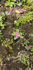 Primula cuneifolia