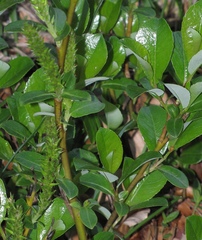 Salix glabra
