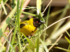 Ploceus cucullatus