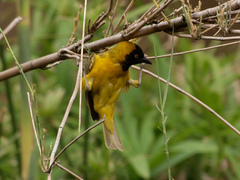 Ploceus intermedius