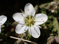 Minuartia recurva