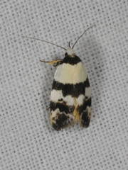 Zonopetala synarthra
