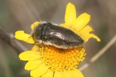 Acmaeoderella vetusta