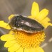 Acmaeoderella vetusta - Photo (c) Edmundas Greimas,  זכויות יוצרים חלקיות (CC BY), הועלה על ידי Edmundas Greimas