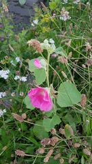 Alcea rosea