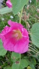 Alcea rosea