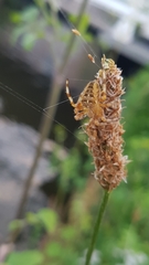 Araneus diadematus