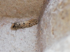 Ateliotum petrinella