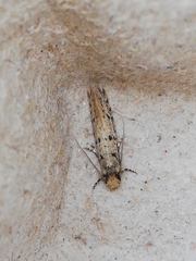 Ateliotum petrinella