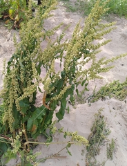 Rumex crispus littoreus