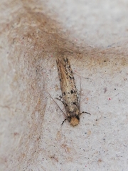 Ateliotum petrinella
