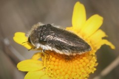 Acmaeoderella vetusta