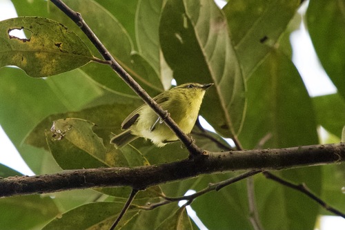 Mountain Leaf Warbler (Phylloscopus trivirgatus), photo 5