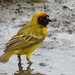 Vitelline Masked-Weaver - Photo (c) lauriekoepke, some rights reserved (CC BY-NC)