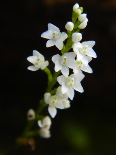 Cranichis tenuis