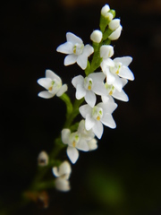 Cranichis tenuis