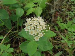 Spiraea betulifolia