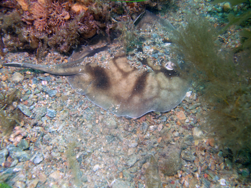 Coastal stingaree (Urolophus orarius) — Urolophidae — 4