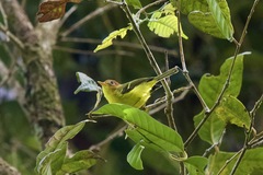 Phylloscopus montis