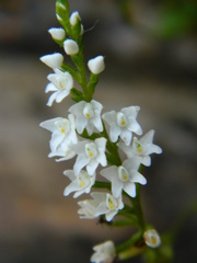 Cranichis tenuis