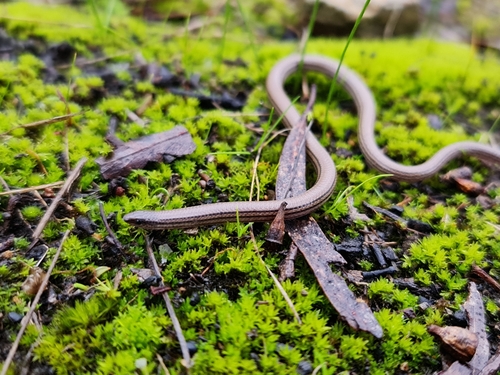 Pretty Worm-lizard, Aprasia pulchella