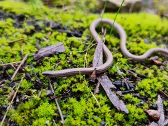 Aprasia striolata