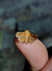 Dysodia granulata