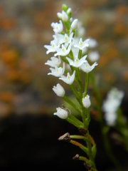 Cranichis tenuis