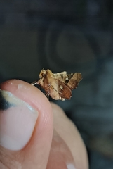 Dysodia granulata