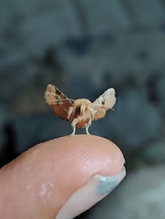 Dysodia granulata
