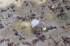 Oboronia punctatus