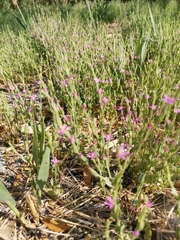 Schenkia spicata