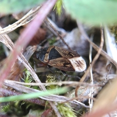 Trapezonotus desertus