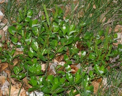 Salix glabra