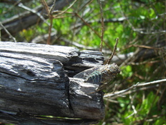 Physeema labyrinthica