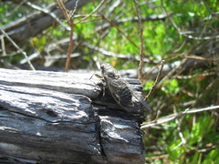 Physeema labyrinthica