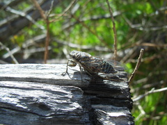 Physeema labyrinthica