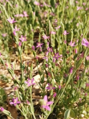 Schenkia spicata