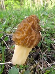 Morchella esculenta