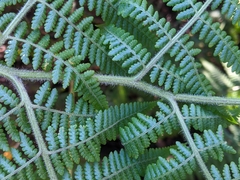 Hypolepis glandulifera