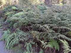 Hypolepis glandulifera