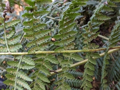 Hypolepis glandulifera